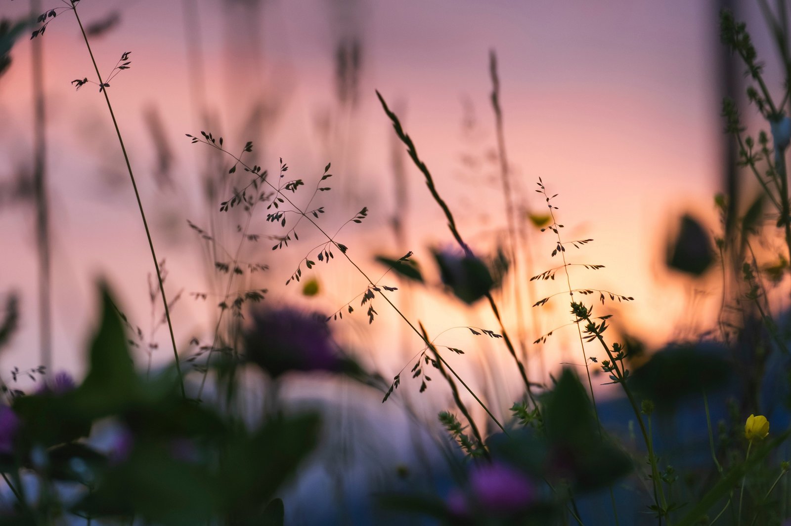 Image shows a close-up of different wild flowers at sunset.